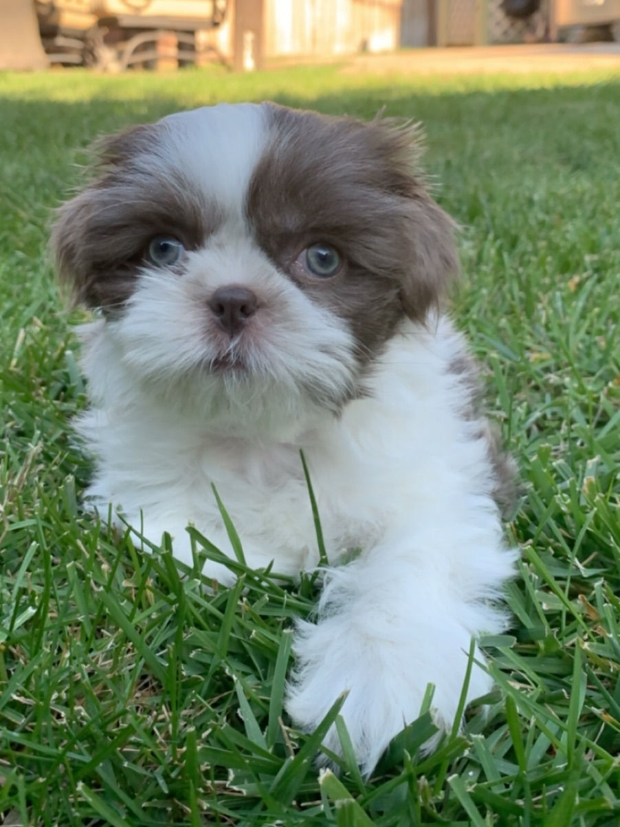Pic of the Litter: Chiquita